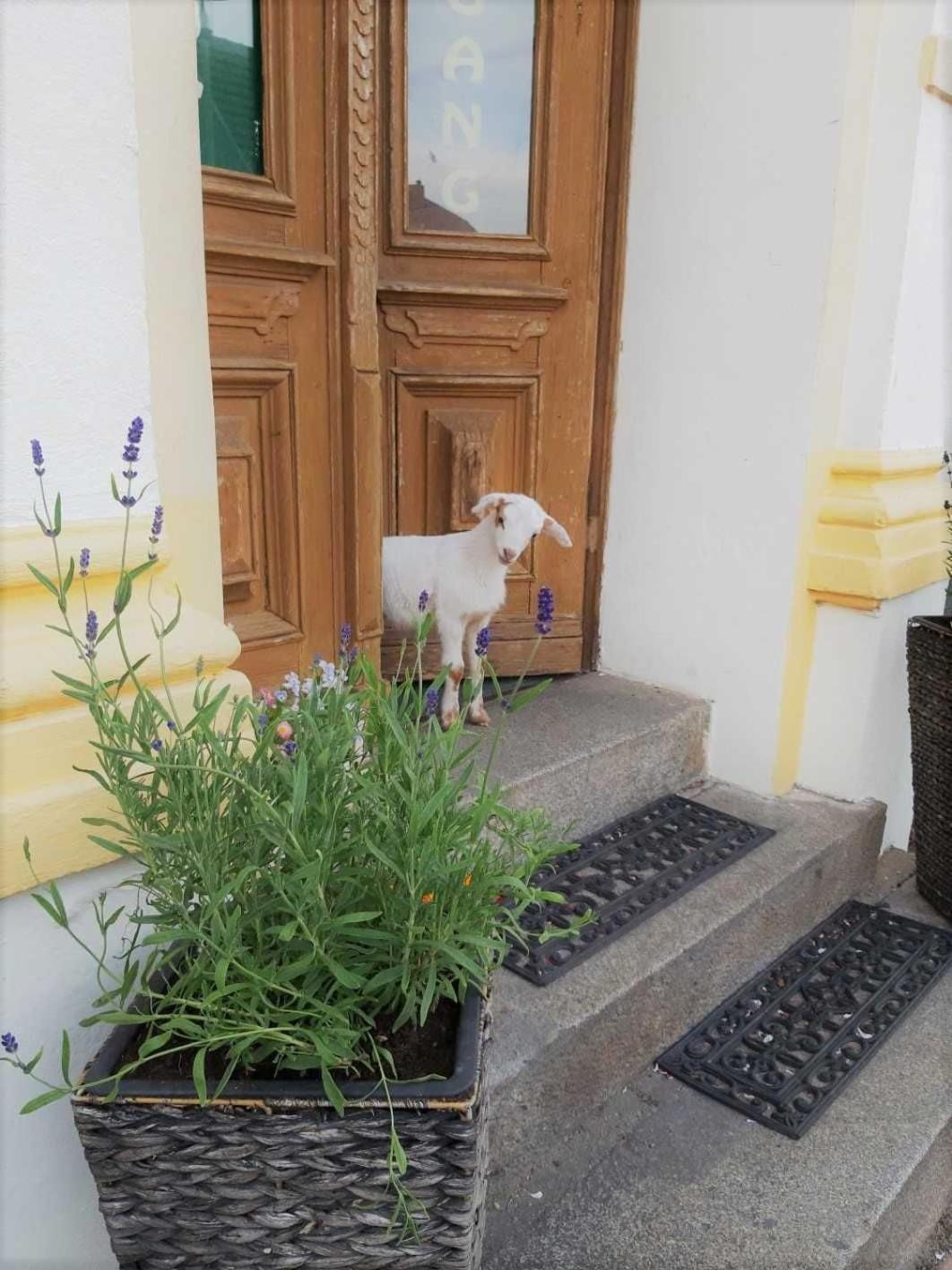 Hotel Pension Am Stadtgraben Lübbenau Exterior foto